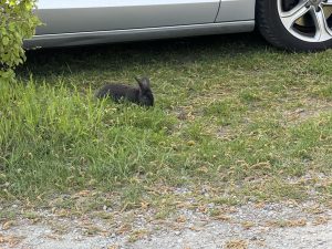 IMG_4725