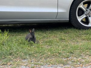 IMG_4727