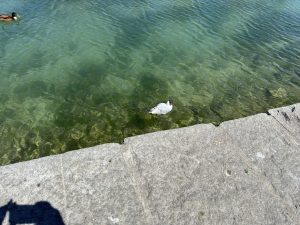 IMG_4847