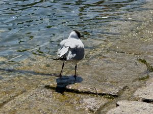 IMG_4856