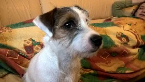 filipek_dalsi_spink_0007