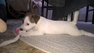 filipek_mikrofilipek_0018