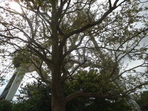 DSCF5175