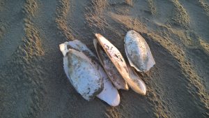 wp-20160514-20-54-53-pro