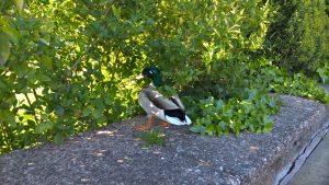 wp-20160516-17-52-47-pro