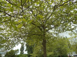 DSCF5163