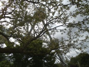 DSCF5176
