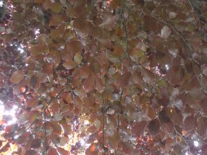 DSCF5191
