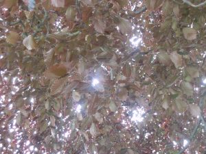 DSCF5192