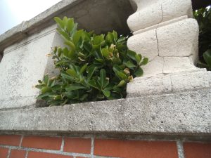 DSCF5230