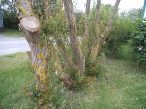 DSCF5246