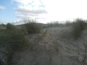 DSCF6471