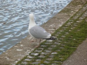 DSCF6503