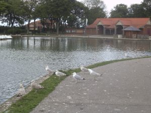 DSCF6506