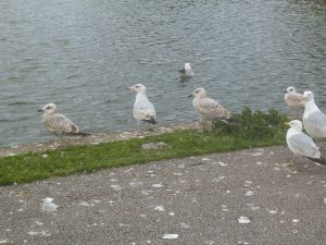 DSCF6507