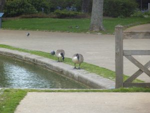 DSCF6509