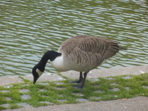 DSCF6511