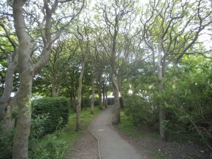 DSCF6515