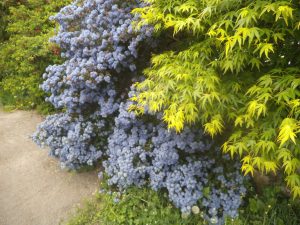 DSCF6523