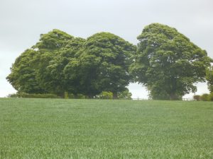 DSCF6531