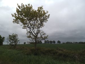 DSCF6534