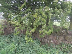 DSCF6537