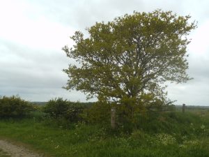 DSCF6539